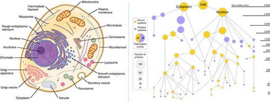classic-cell-v-MuSIC